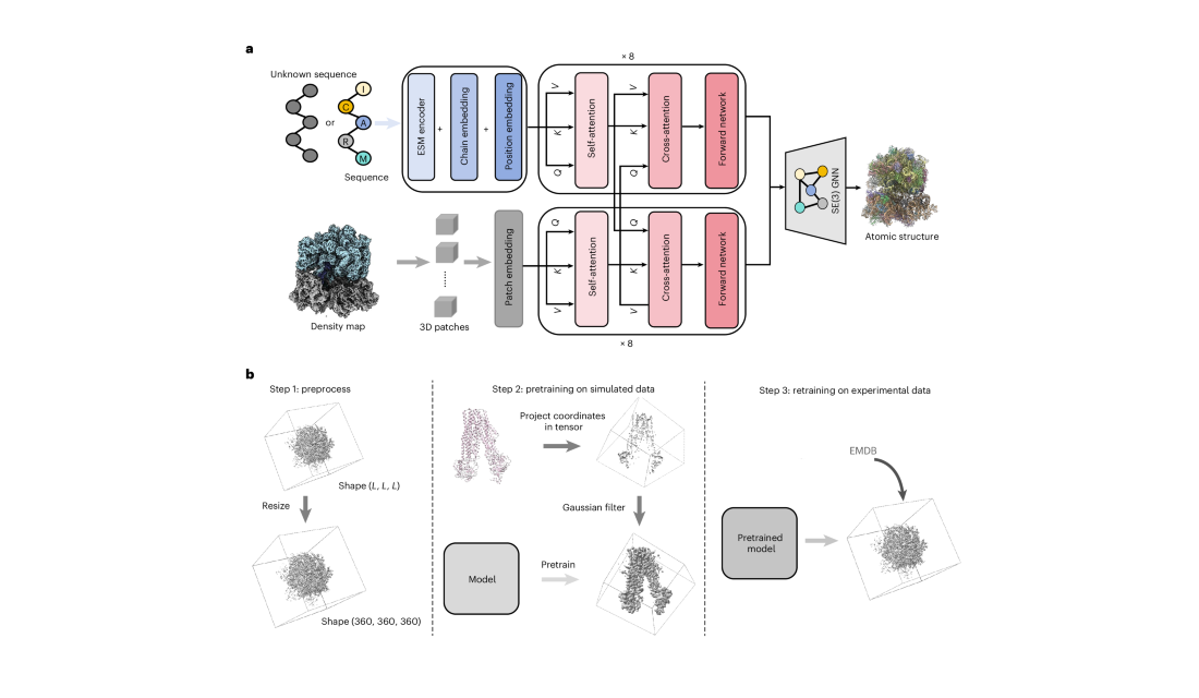 End-to-end cryo-EM complex structure determination with high accuracy and ultra-fast speed Jue Wang, Cheng Tan, Zhangyan framework figure