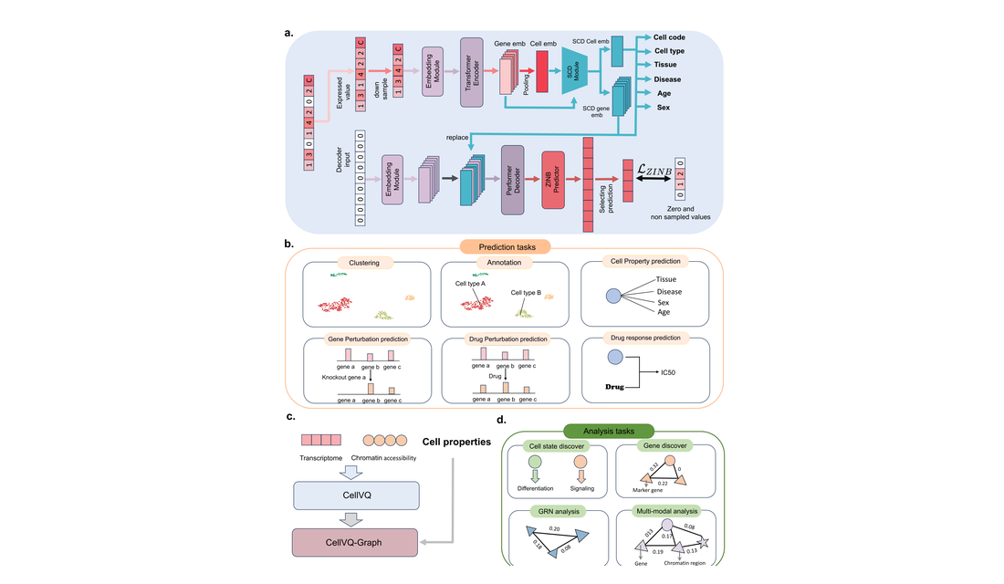 Illuminating cell states by a comprehensive and interpretable single cell foundation model Jue Wang, Cheng Tan, Zhangyan framework figure